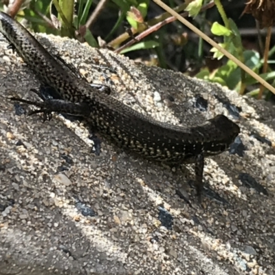 Eulamprus tympanum (Southern Water Skink) at Kosciuszko National Park - 6 Mar 2021 by Tapirlord