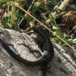 Eulamprus tympanum at Bimberi, NSW - 6 Mar 2021