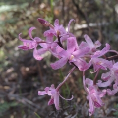 Dipodium roseum (Rosy Hyacinth Orchid) at Paddys River, ACT - 11 Feb 2021 by michaelb