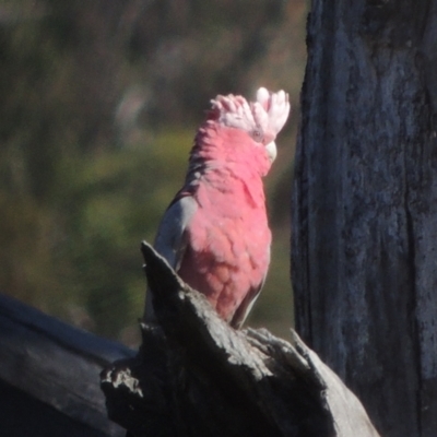Eolophus roseicapilla (Galah) at Paddys River, ACT - 11 Feb 2021 by MichaelBedingfield