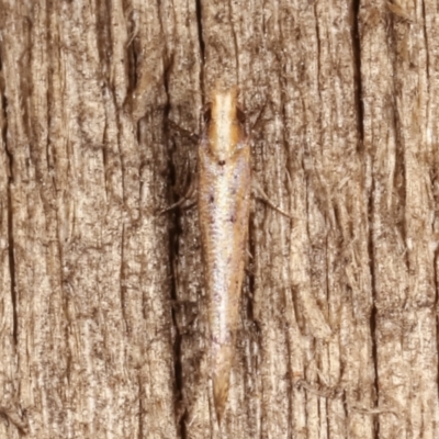 Zelleria cynetica (Rectangular Ermine Moth) at Melba, ACT - 7 Mar 2021 by kasiaaus