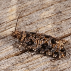 Isochorista (genus) at Melba, ACT - 7 Mar 2021