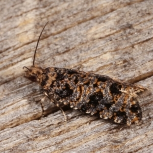 Isochorista (genus) at Melba, ACT - 7 Mar 2021