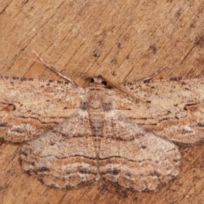 Ectropis excursaria (Common Bark Moth) at Melba, ACT - 7 Mar 2021 by kasiaaus