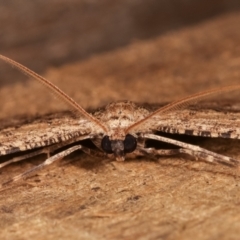 Ectropis excursaria at Melba, ACT - 7 Mar 2021 08:51 PM