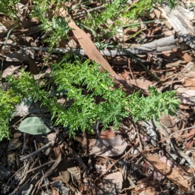 Senecio diaschides at Greenway, ACT - 9 Mar 2021 by mainsprite