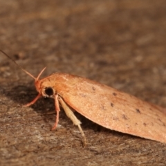 Garrha carnea at Melba, ACT - 7 Mar 2021 08:51 PM