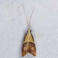 Crocanthes prasinopis at Melba, ACT - 7 Mar 2021 08:57 PM