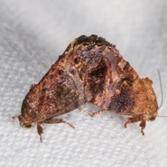 Peritropha oligodrachma (A twig moth) at Melba, ACT - 7 Mar 2021 by kasiaaus