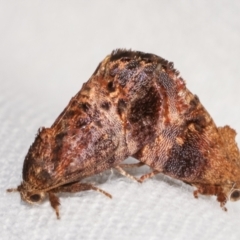 Peritropha oligodrachma at Melba, ACT - 7 Mar 2021 11:29 PM