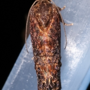 Peritropha oligodrachma at Melba, ACT - 7 Mar 2021 11:29 PM