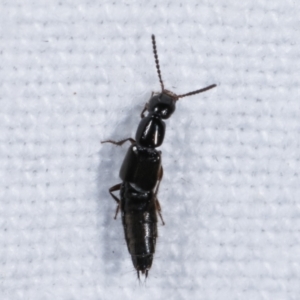 Staphylinidae (family) at Melba, ACT - 7 Mar 2021