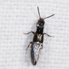 Staphylinidae (family) at Melba, ACT - 7 Mar 2021 09:00 PM