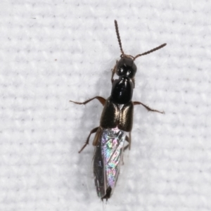 Staphylinidae (family) at Melba, ACT - 7 Mar 2021