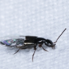 Staphylinidae (family) at Melba, ACT - 7 Mar 2021