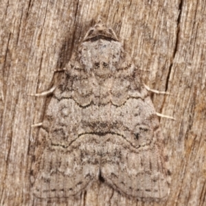 Calathusa sp nr dispila at Melba, ACT - 7 Mar 2021 11:26 PM