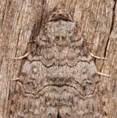 Calathusa sp nr dispila at Melba, ACT - 7 Mar 2021