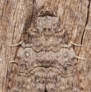 Calathusa sp nr dispila at Melba, ACT - 7 Mar 2021