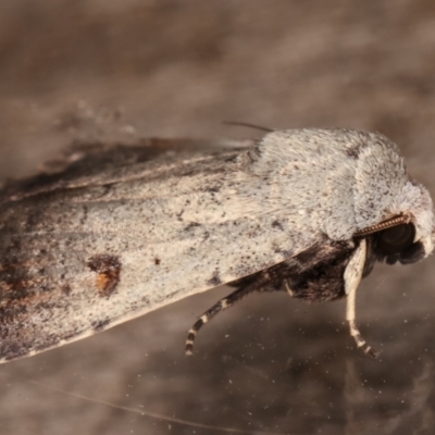 Proteuxoa tibiata (Horseshoe Noctuid) at Melba, ACT - 7 Mar 2021 by kasiaaus