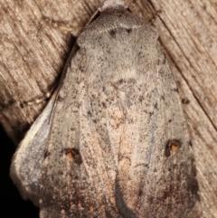 Proteuxoa tibiata at Melba, ACT - 7 Mar 2021 11:32 PM