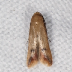 Tachystola hemisema (Chezela Group) at Melba, ACT - 7 Mar 2021 by kasiaaus