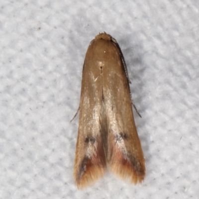 Tachystola hemisema (Chezela Group) at Melba, ACT - 7 Mar 2021 by kasiaaus