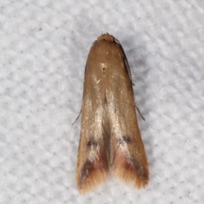 Tachystola hemisema (A Concealer moth) at Melba, ACT - 7 Mar 2021 by kasiaaus