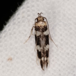 Labdia nesophora or nby species at Melba, ACT - 7 Mar 2021