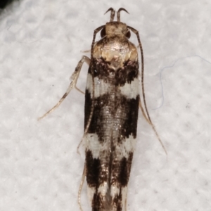 Labdia nesophora or nby species at Melba, ACT - 7 Mar 2021