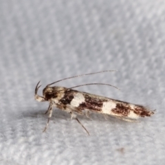 Labdia nesophora or nby species at Melba, ACT - 7 Mar 2021