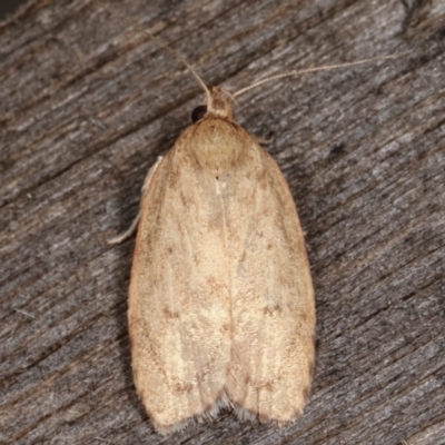 Garrha leucerythra (A concealer moth) at Melba, ACT - 7 Mar 2021 by kasiaaus