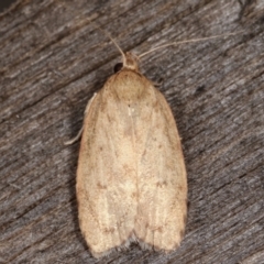 Garrha leucerythra (A concealer moth) at Melba, ACT - 7 Mar 2021 by kasiaaus