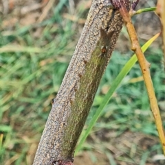 Unidentified Insect at National Arboretum Woodland - 10 Mar 2021 by galah681