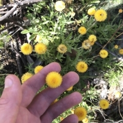 Coronidium monticola (Mountain Button Everlasting) at Bimberi, NSW - 6 Mar 2021 by Tapirlord