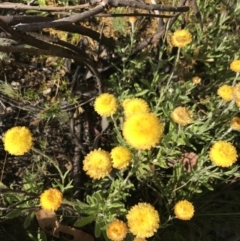 Coronidium monticola at Bimberi, NSW - 6 Mar 2021