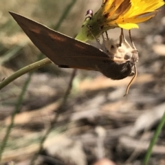 Lepidoptera unclassified ADULT moth (Unidentified - Moth) at Kosciuszko National Park - 6 Mar 2021 by Tapirlord