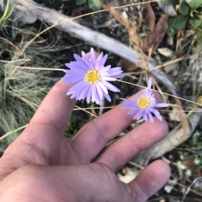 Brachyscome spathulata (Coarse Daisy, Spoon-leaved Daisy) at Kosciuszko National Park - 6 Mar 2021 by Tapirlord