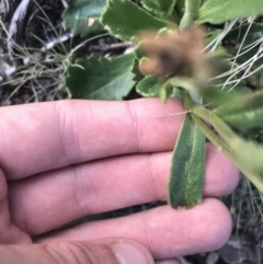 Brachyscome spathulata at Bimberi, NSW - 6 Mar 2021