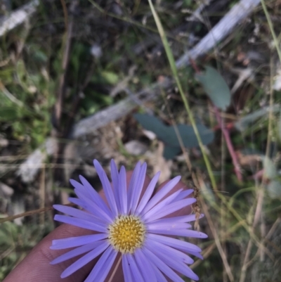 Brachyscome spathulata (Coarse Daisy, Spoon-leaved Daisy) at Bimberi, NSW - 6 Mar 2021 by Tapirlord