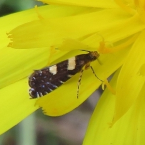 Glyphipterix chrysoplanetis at Flynn, ACT - 10 Mar 2021 02:53 PM