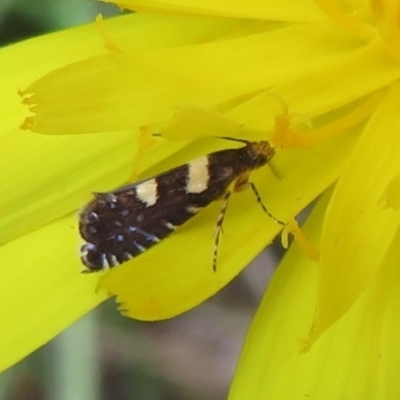 Glyphipterix chrysoplanetis (A Sedge Moth) at Flynn, ACT - 10 Mar 2021 by Christine