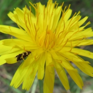 Glyphipterix chrysoplanetis at Flynn, ACT - 10 Mar 2021 02:53 PM