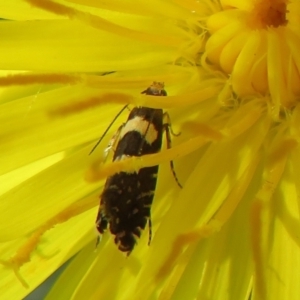 Glyphipterix chrysoplanetis at Flynn, ACT - 10 Mar 2021 02:53 PM