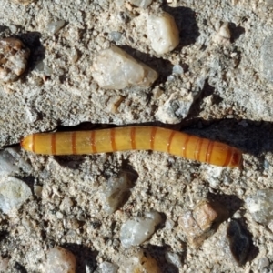 Tenebrionidae (family) at Kambah, ACT - 10 Mar 2021 04:48 PM