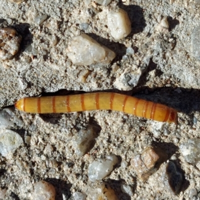Tenebrionidae (family) (Darkling beetle) at Kambah, ACT - 10 Mar 2021 by GirtsO