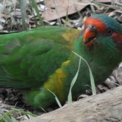 Glossopsitta concinna (Musk Lorikeet) at Flynn, ACT - 10 Mar 2021 by Christine