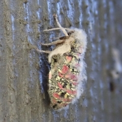 Anestia (genus) (A tiger moth) at Cook, ACT - 3 Mar 2021 by CathB