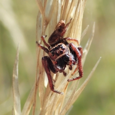 Opisthoncus grassator (Jumping spider) at Cook, ACT - 4 Mar 2021 by CathB