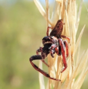 Opisthoncus grassator at Cook, ACT - 4 Mar 2021