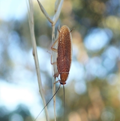 Balta spuria (A Balta Cockroach) at Cook, ACT - 9 Mar 2021 by CathB